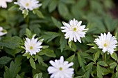 Anemone nemerosa Yerda Ramusem