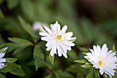 Anemone nemerosa Yerda Ramusem