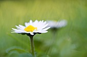 Bellis perennis