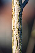 Betula