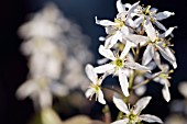 Amelanchier