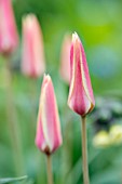 Tulipa clusiana Lady Jane