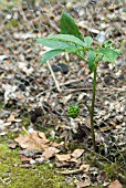 ARISAEMA WITH SEEDHEAD GROWING THROUGH WIRE