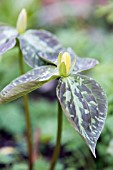 Trillium luteum