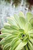 GREEN AEONIUM