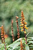 DIGITALIS CANARIENSIS