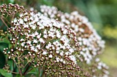 AGERATINA ALTISSIMA CHOCOLATE