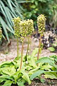 EUCOMIS BICOLOR SEEDHEAD