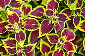 RED AND GREEN COLEUS