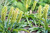 EUCOMIS COMOSA SETTING SEED