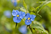 COMMELINA DIANTHIFOLIA