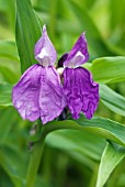 ROSCOEA AURICULATA