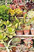 A COLLECTION OF SUCCULENTS, CACTUS AND OTHER TENDER PLANTS IN TERRACOTTA POTS