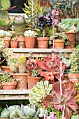 A COLLECTION OF SUCCULENTS, CACTUS AND OTHER TENDER PLANTS IN TERRACOTTA POTS