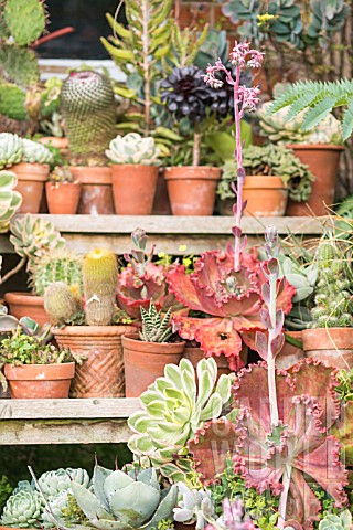 A_COLLECTION_OF_SUCCULENTS_CACTUS_AND_OTHER_TENDER_PLANTS_IN_TERRACOTTA_POTS