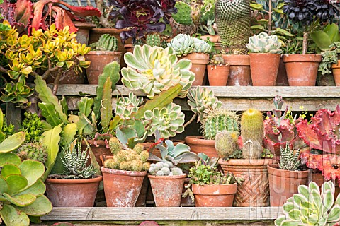 A_COLLECTION_OF_SUCCULENTS_CACTUS_AND_OTHER_TENDER_PLANTS_IN_TERRACOTTA_POTS
