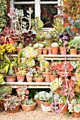 A COLLECTION OF SUCCULENTS, CACTUS AND OTHER TENDER PLANTS IN TERRACOTTA POTS