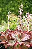 RED AND GREEN ECHEVERIA WITH FLOWER STEMS