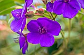 TIBOUCHINA URVILLEANA