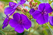 TIBOUCHINA URVILLEANA