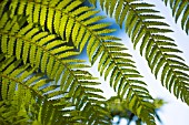 DICKSONIA ANTARCTICA FROND