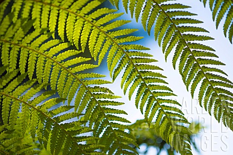 DICKSONIA_ANTARCTICA_FROND