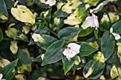 TRADESCANTIA FLUMINENSIS MAIDENS BLUSH