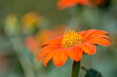 TITHONIA ROTUNDIFOLIA