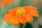 TITHONIA ROTUNDIFOLIA