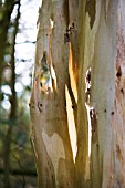 SUNLIGHT THROUGH THE PEELING BARK OF A EUCALYPTUS TREE