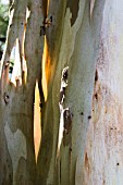 SUNLIGHT THROUGH THE PEELING BARK OF A EUCALYPTUS TREE