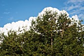 A CLOUD FOLLOWS THE OUTLINE OF THE CONIFER TREES