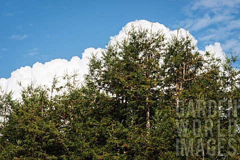 A_CLOUD_FOLLOWS_THE_OUTLINE_OF_THE_CONIFER_TREES