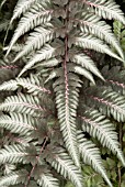 ATHYRIUM NIPONICUM,  PEWTER LACE