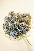 DAUCUS SEED HEAD