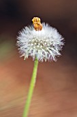 DANDELION SEEDHEAD