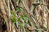 ASPLENIUM GROWING IN FICUS