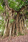 ASPLENIUMS GROWING IN A FICUS