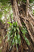 ASPLENIUM GROWING IN A FICUS