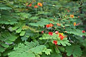 CAESALPINIA PULCHERRIMA