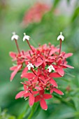 CARPHALEA KIRONDRON FLAMING BEAUTY