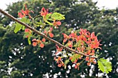 DELONIX REGIA FLOWERS