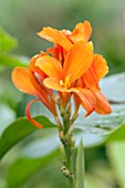 CANNA GENERALIS STRIATUS