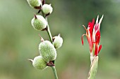 CANNA INDICA