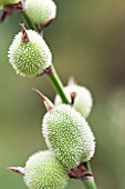 CANNA INDICA SEED PODS