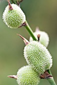 CANNA INDICA SEED PODS