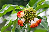 COSTUS SPIRALIS STRAWBERRY BUD