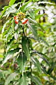 COSTUS SPIRALIS STRAWBERRY BUD