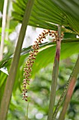 PALM FLOWERS