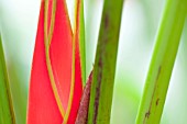 CLOSE UP OF RED HELICONIA BUD